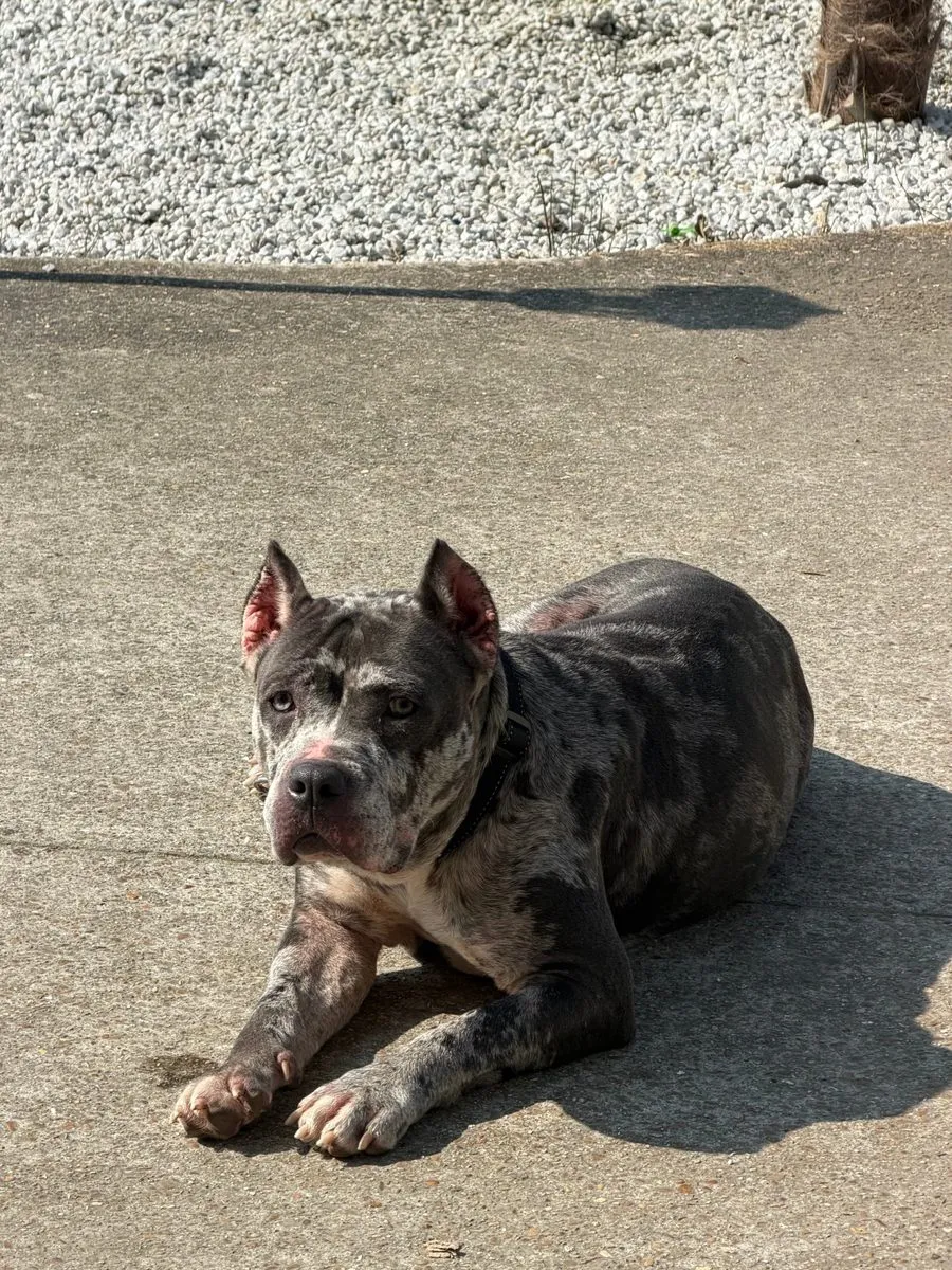 Kiara couchée au soleil dans la cour