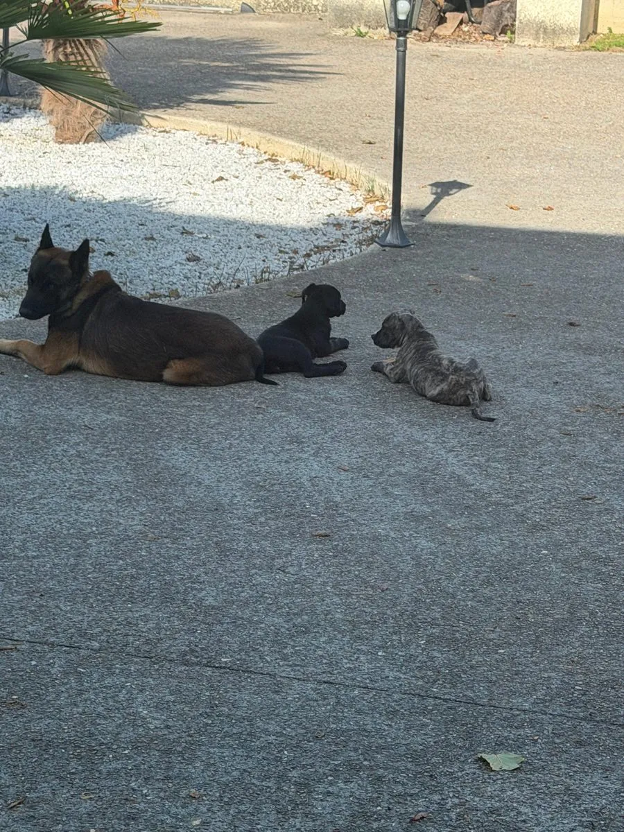 Un Malinois couché dans l'allée avec deux chiots