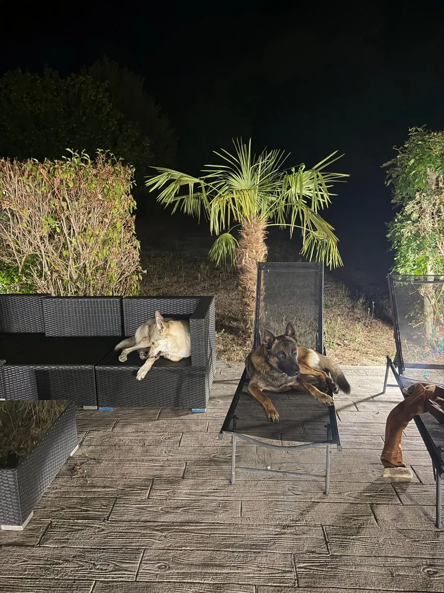 Deux chiens couchés sur la terrasse, la nuit